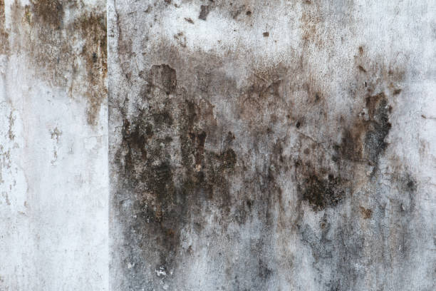 Best Black Mold Removal  in Barberton, OH