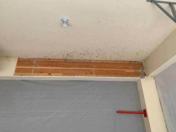 Best Mold Removal for HVAC Installations  in Barberton, OH