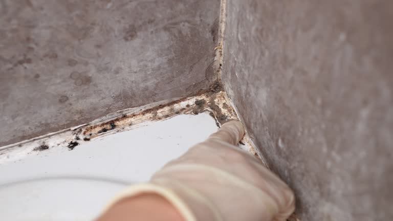 Barberton, OH Mold Removal Company