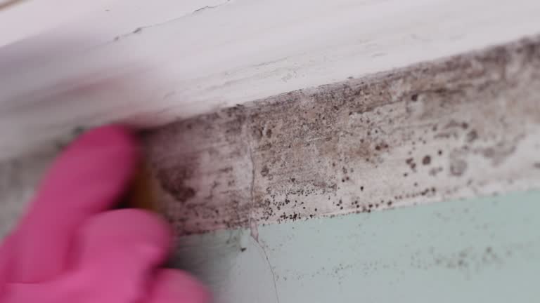 Best Attic Mold Removal  in Barberton, OH